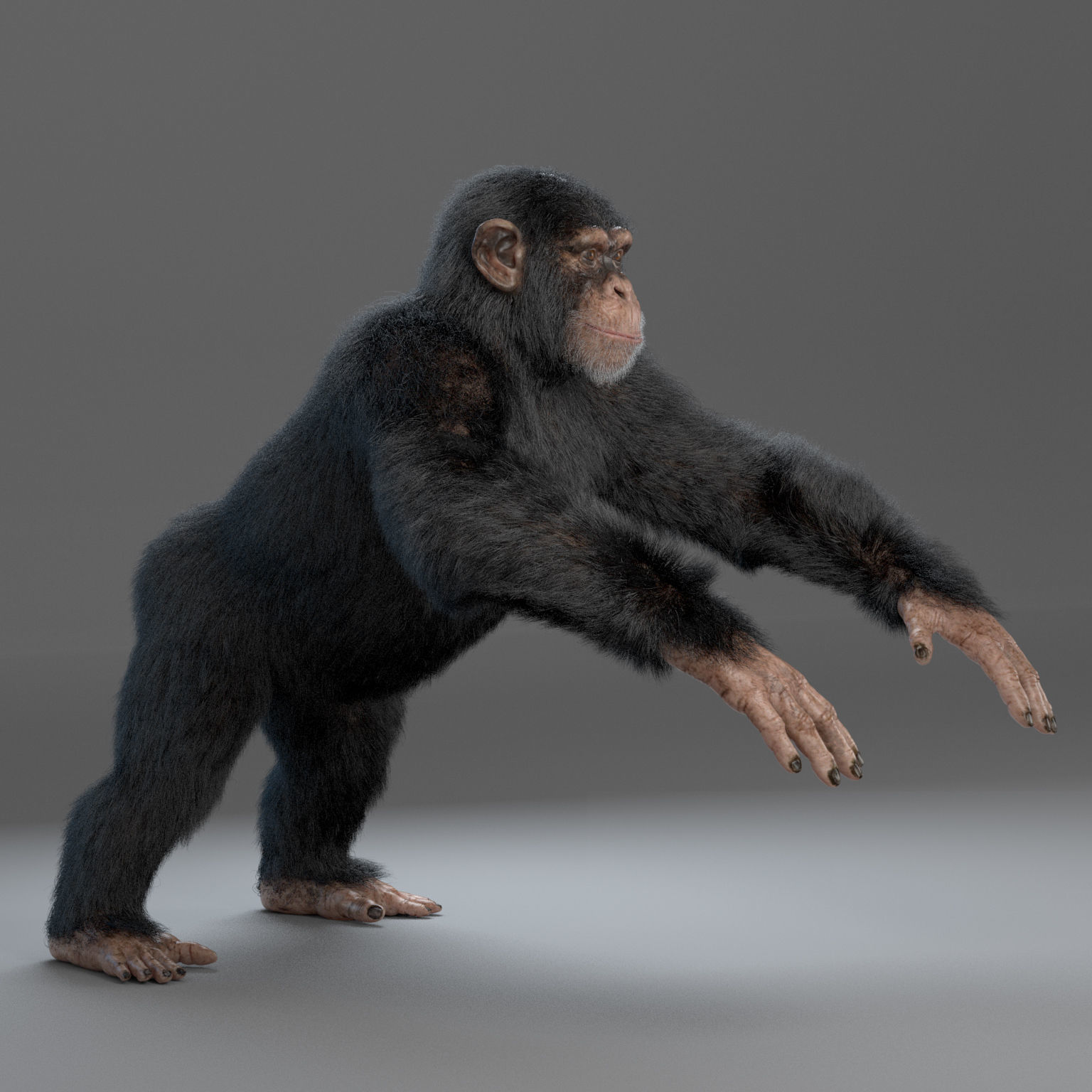 Chimpanzee Maya 3D model_3
