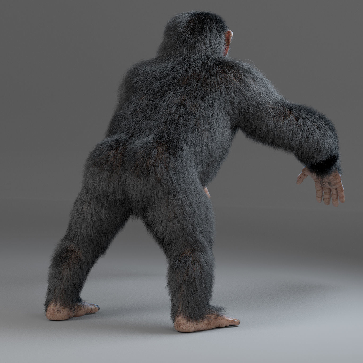 Chimpanzee Maya 3D model_1
