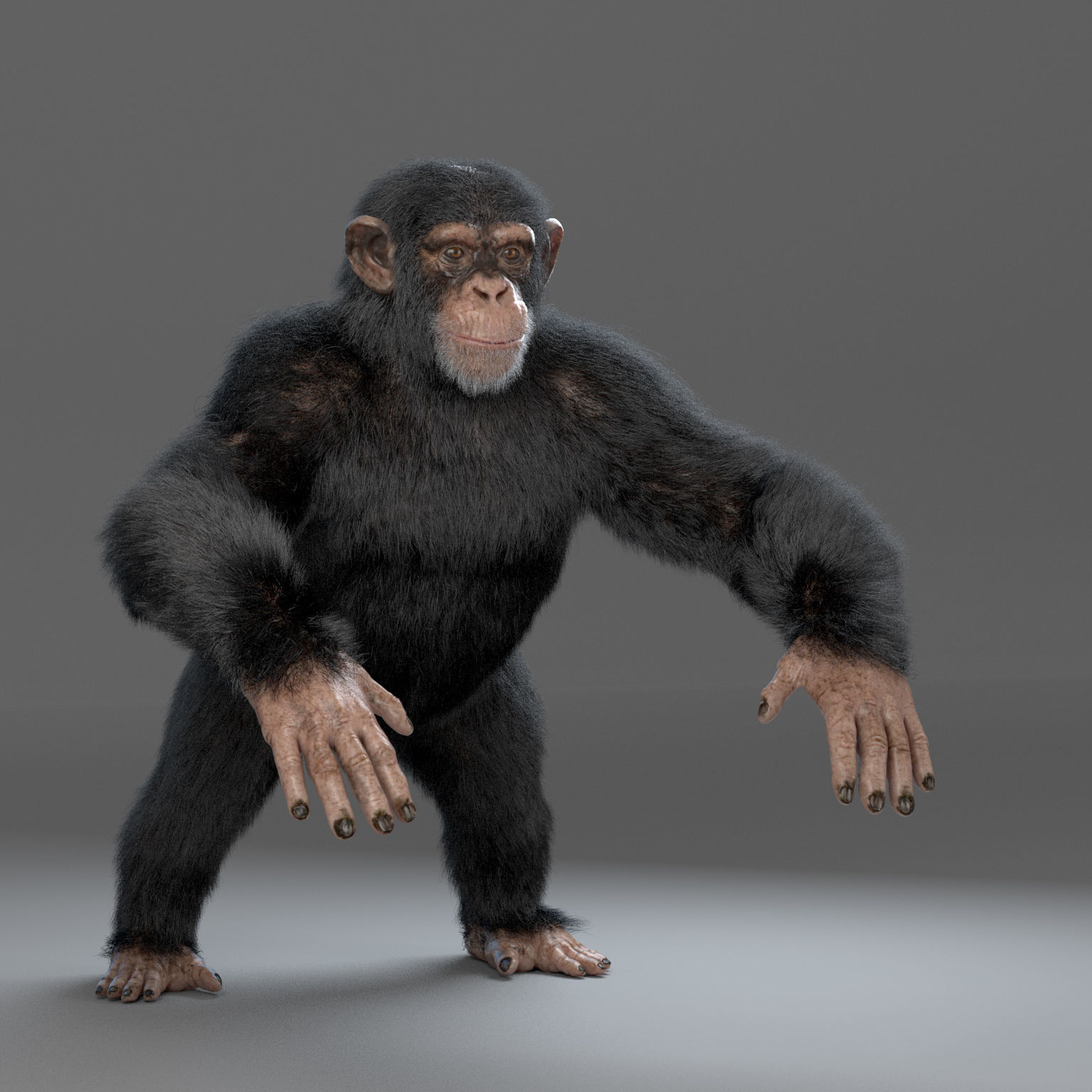 Chimpanzee Maya 3D model_2