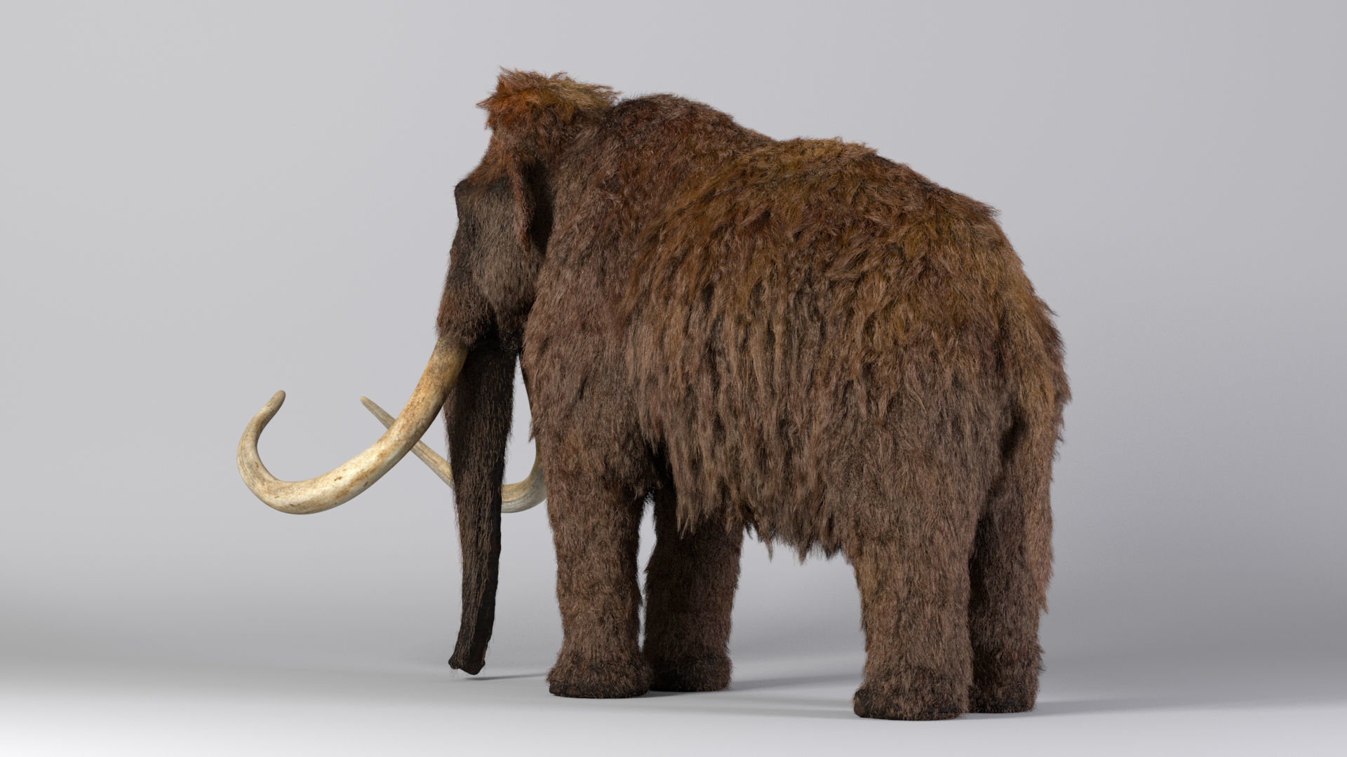 Mammoth Maya 3D model_7