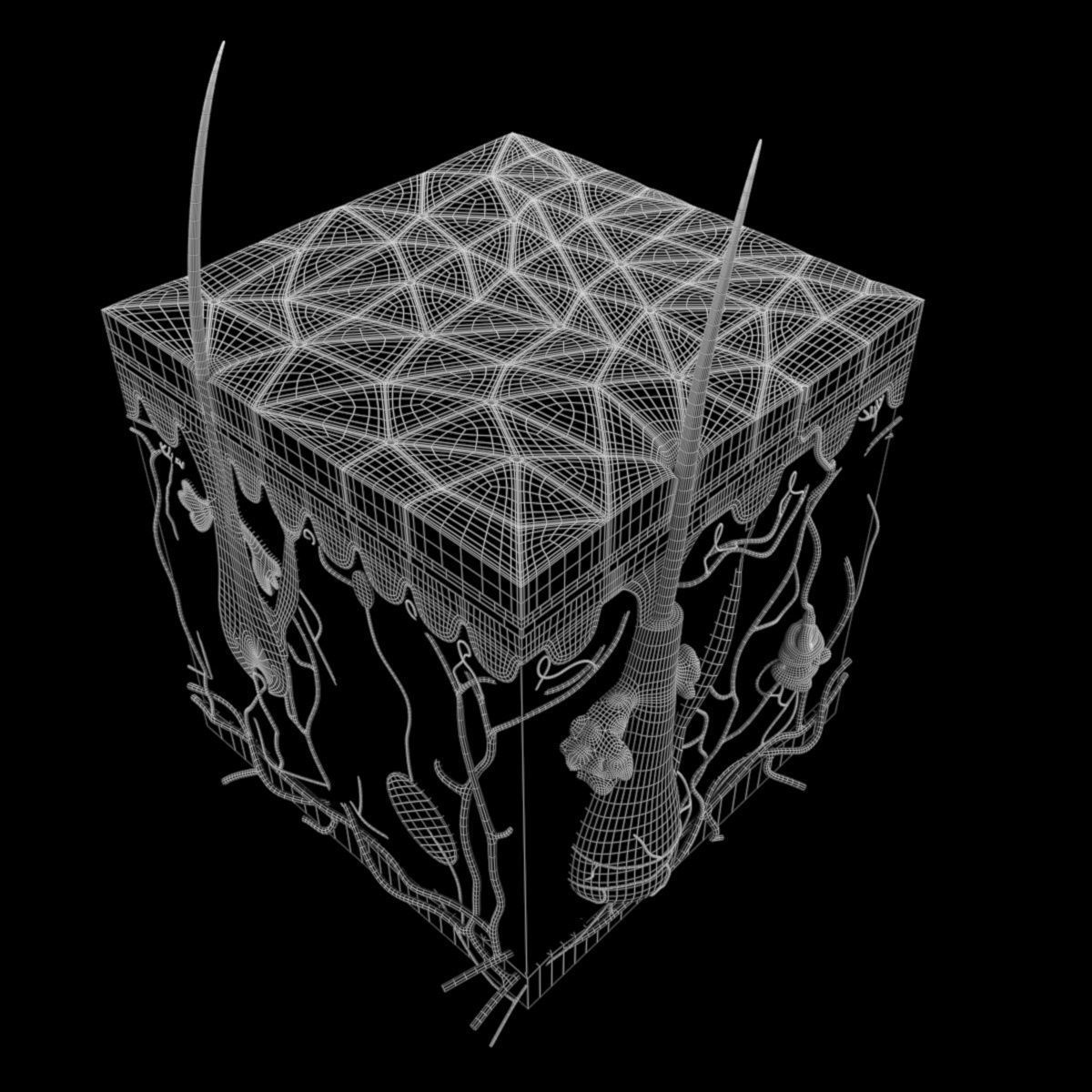 Skin Structure 3D model_5