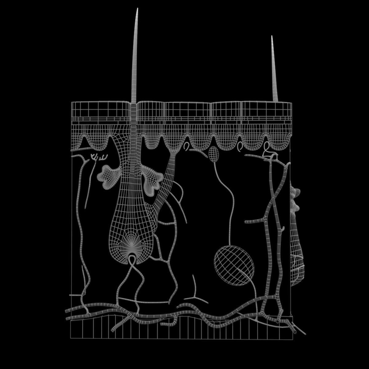 Skin Structure 3D model_6