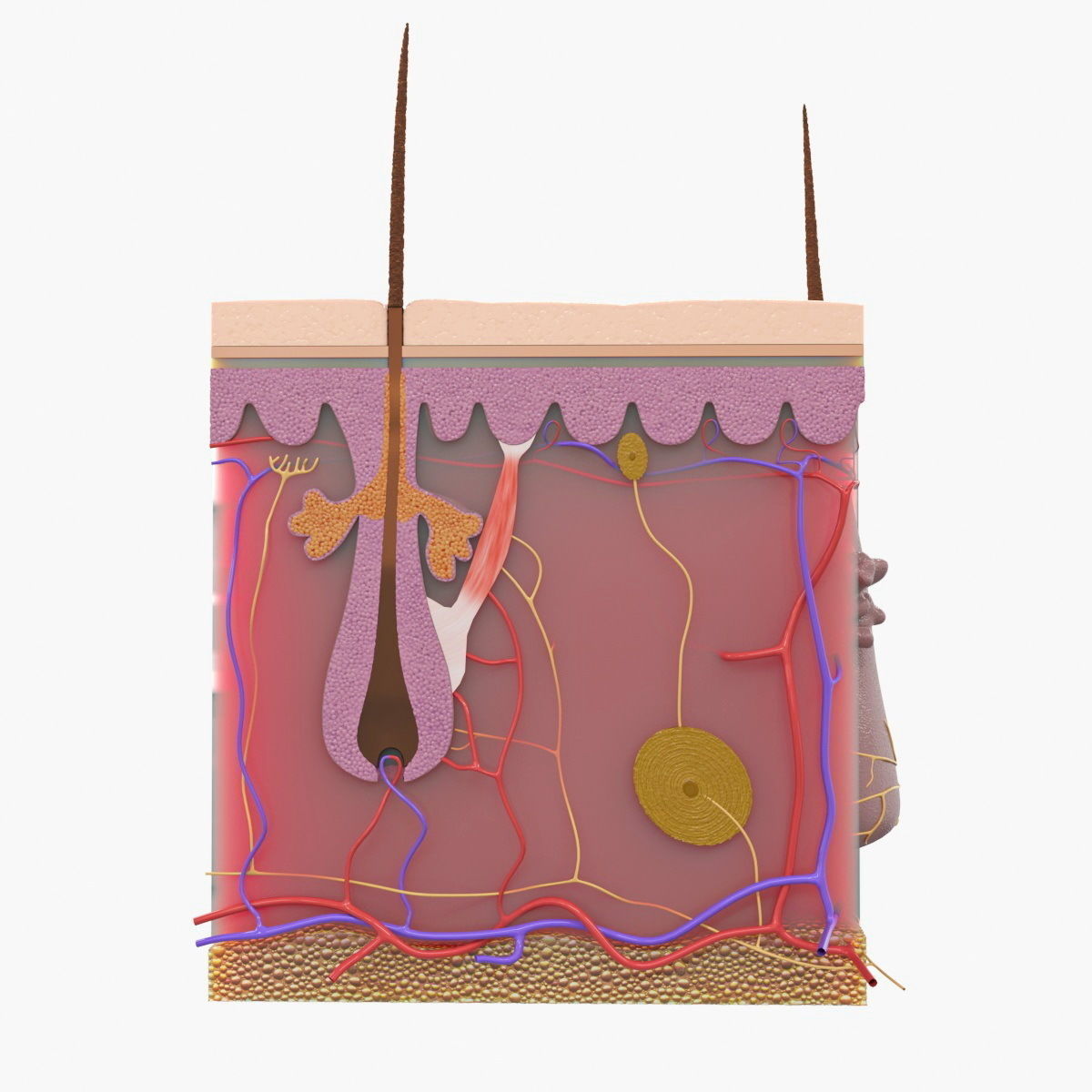 Skin Structure 3D model_3