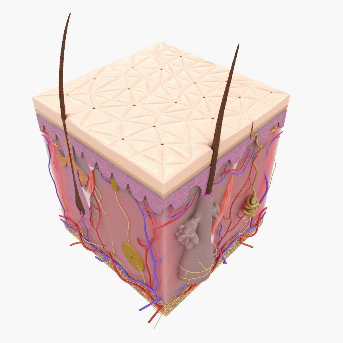 Skin Structure 3D model_2