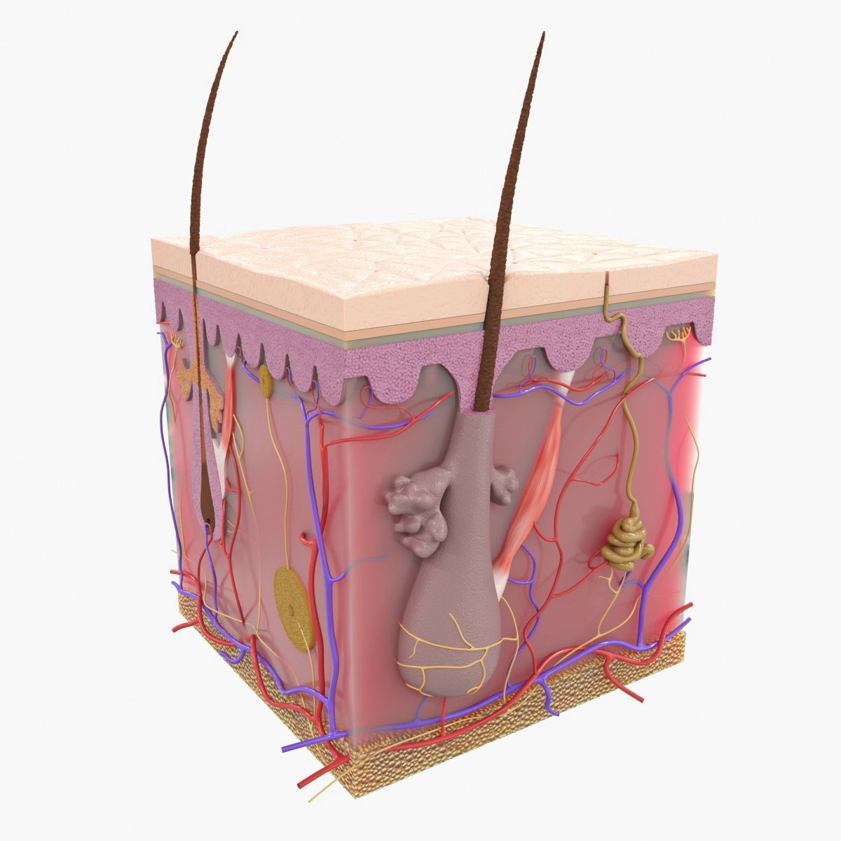Skin Structure 3D model_1
