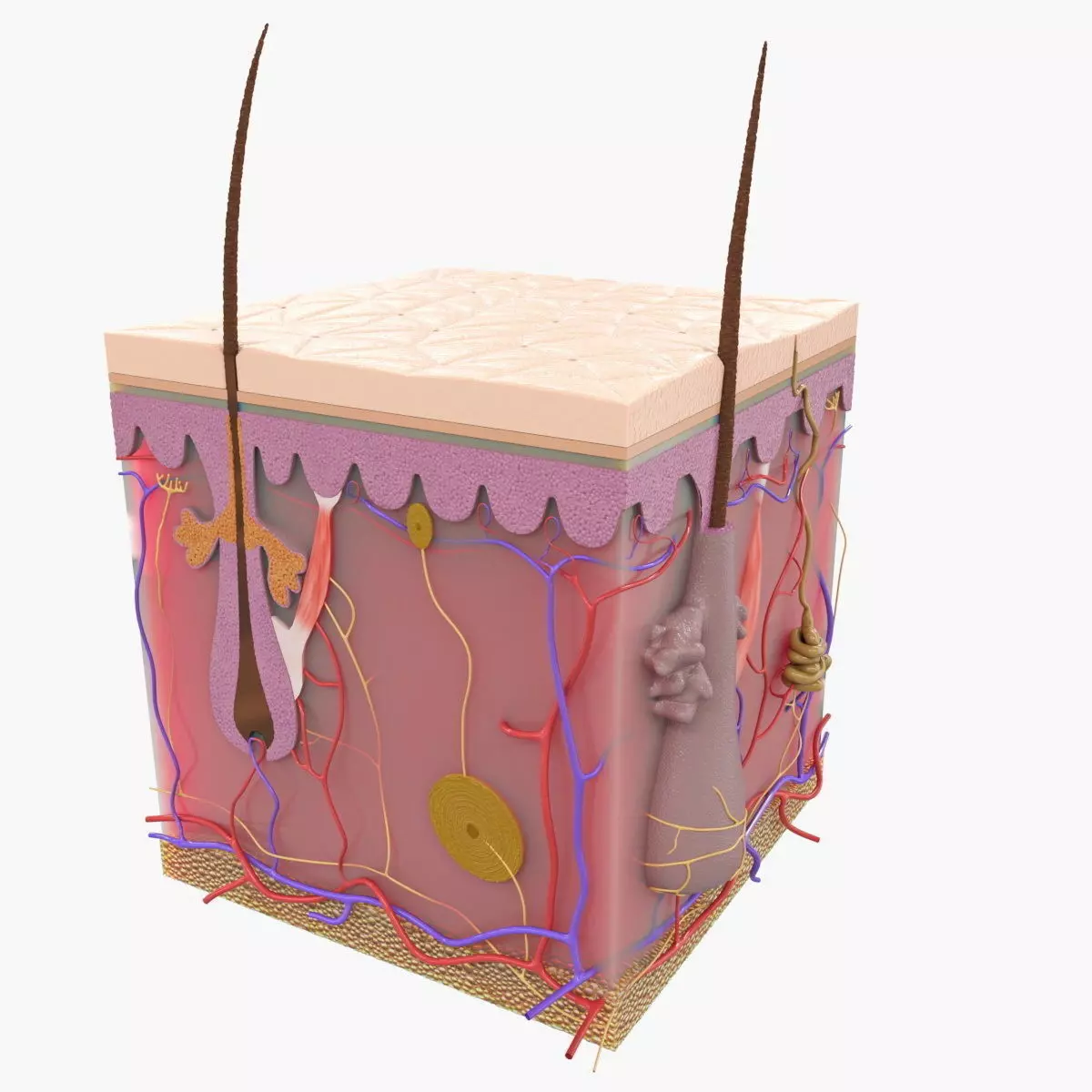 Skin Structure 3D model_0