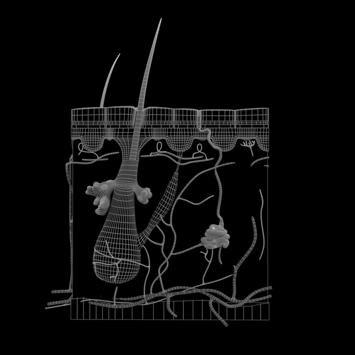 Skin Structure 3D model_7