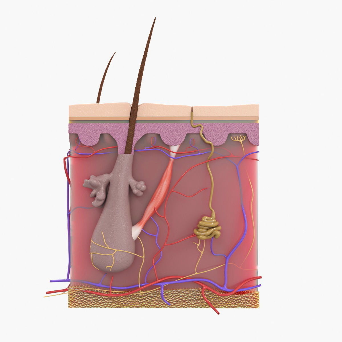 Skin Structure 3D model_4