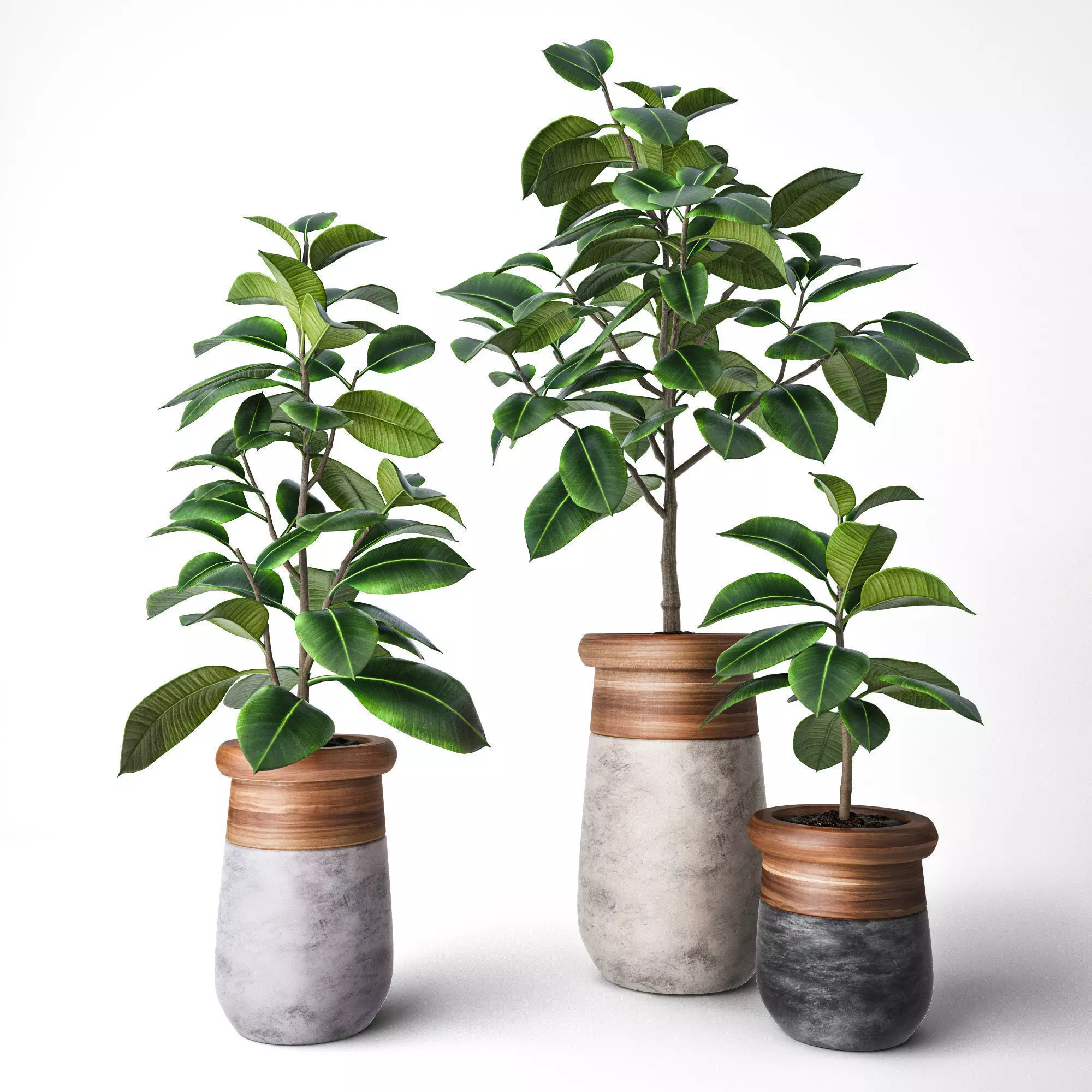 Ficus Elastica 3D model_0