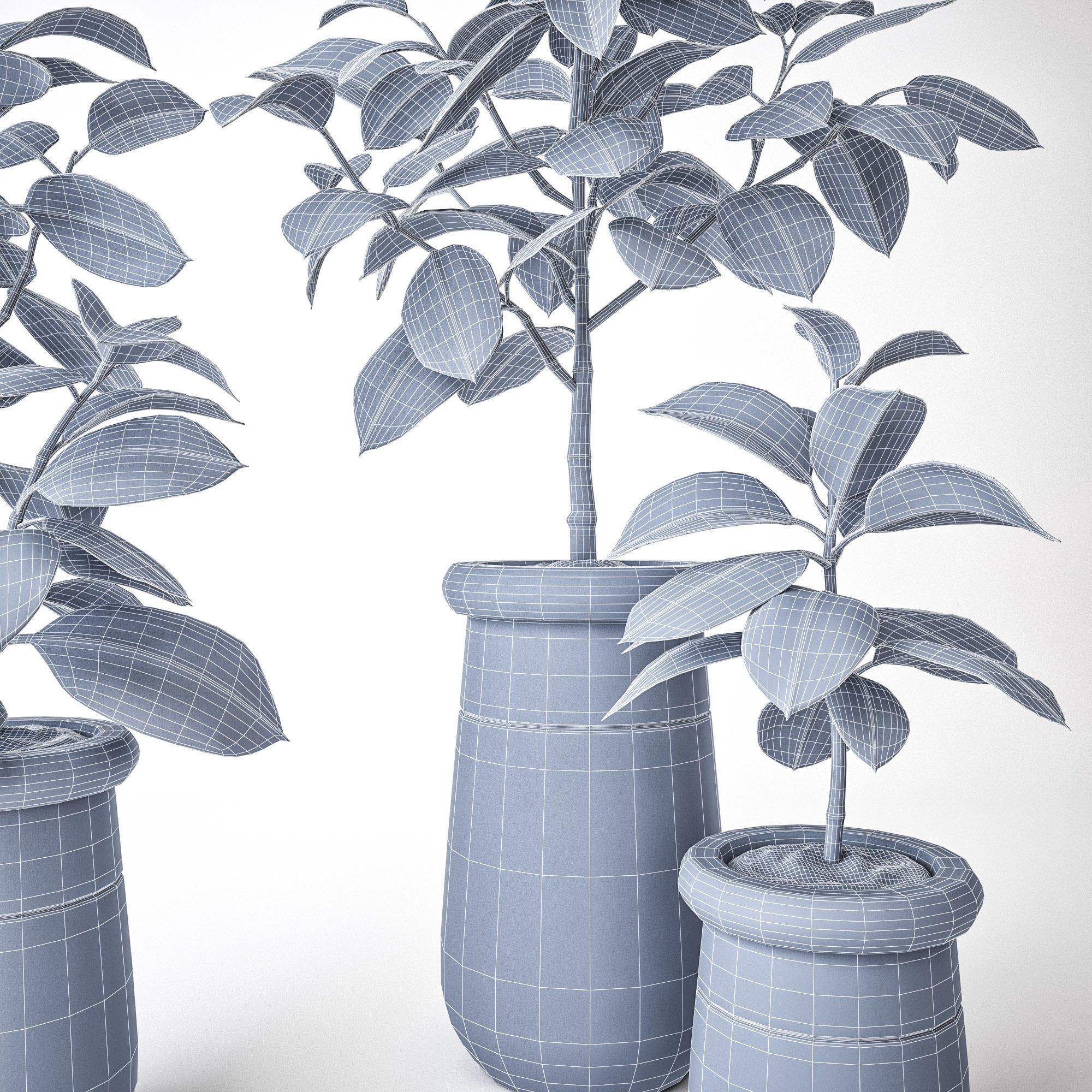 Ficus Elastica 3D model_2