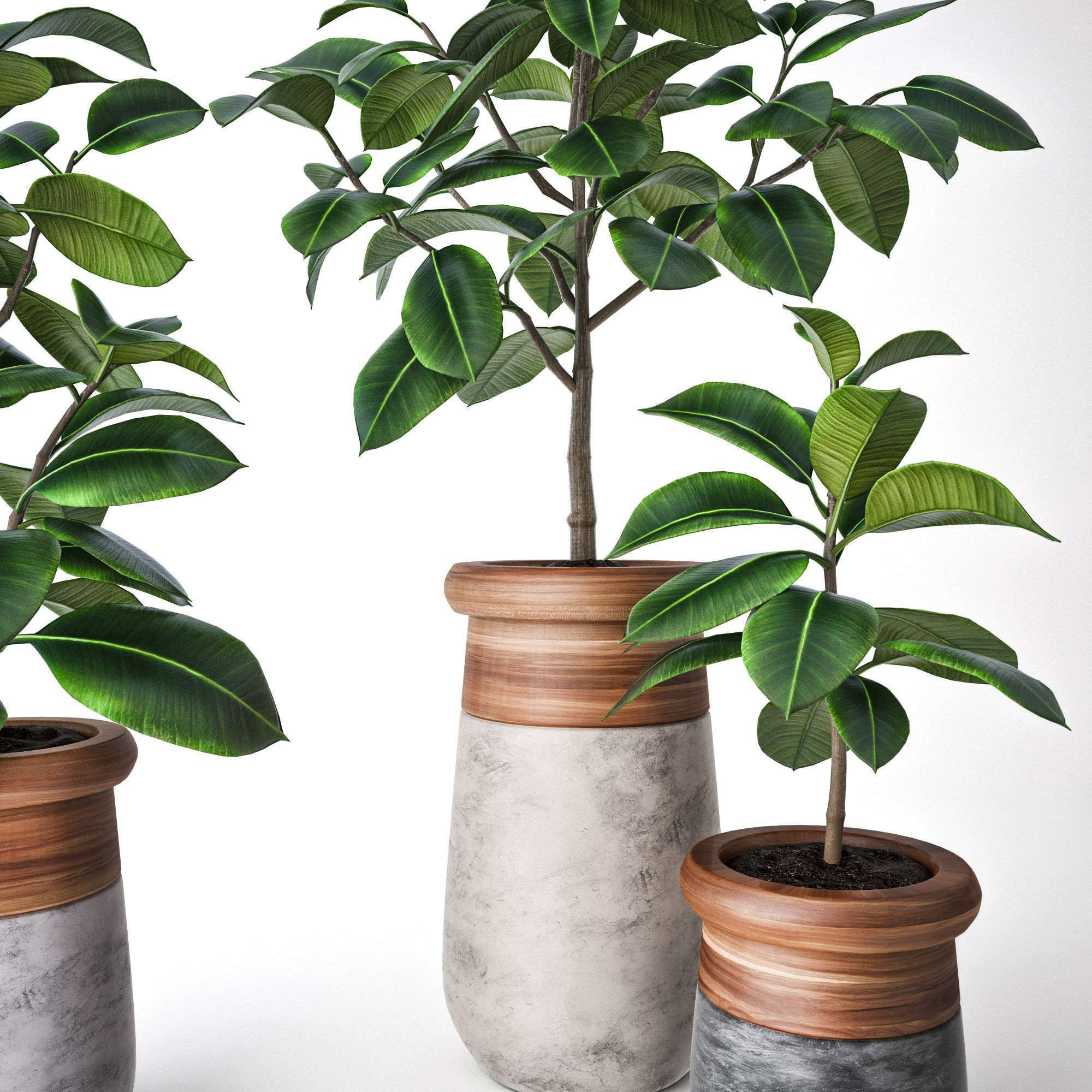 Ficus Elastica 3D model_1