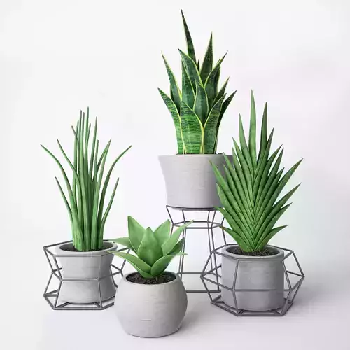 Sansevieria four plants in pots 3D model