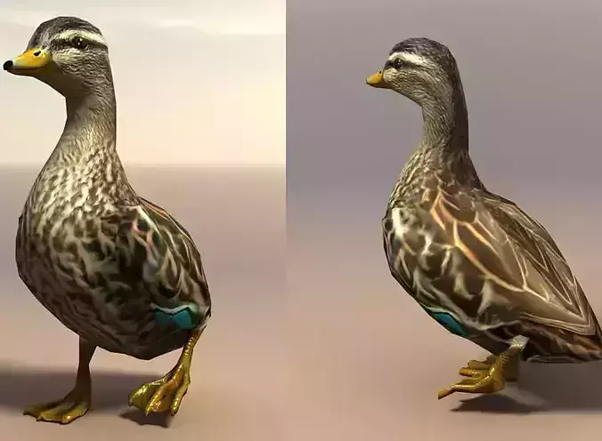 Duck Female