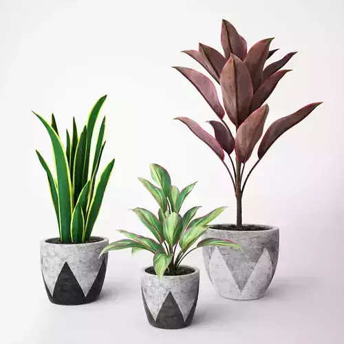 Plant Set three plants in pots