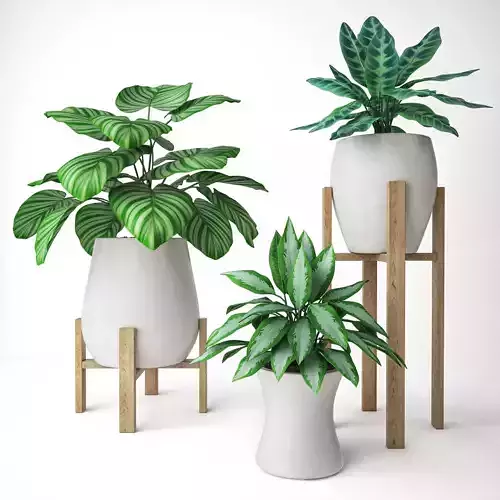 Plant Set 2 three potted plants
