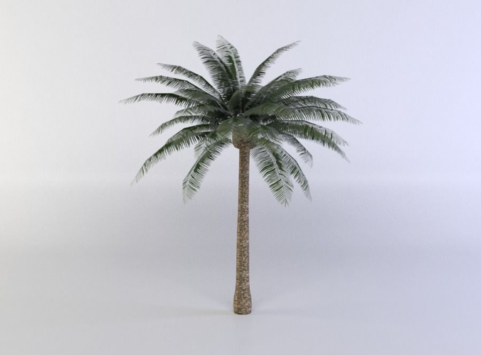 Palm Tree Low-poly 3D model