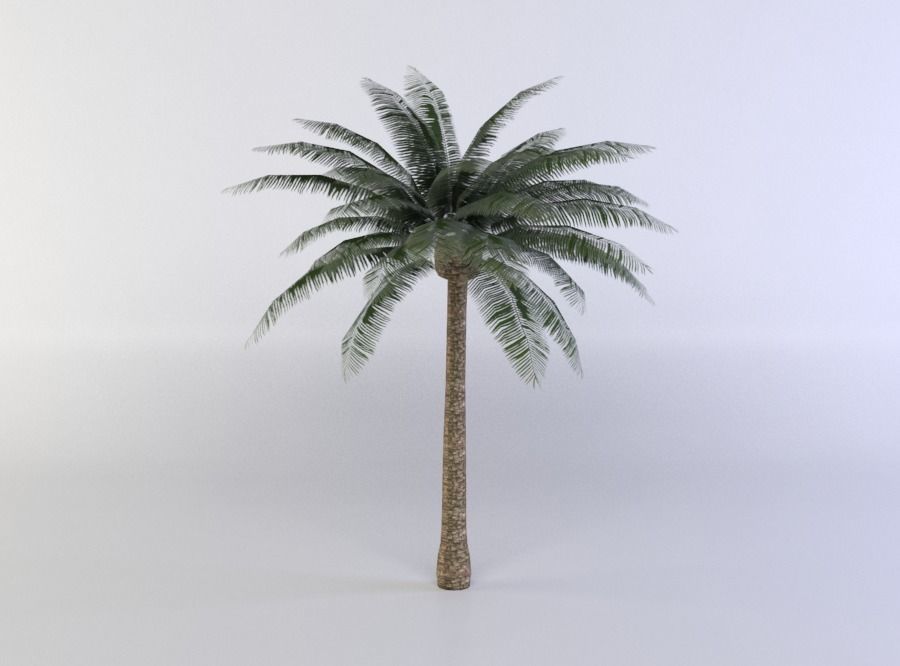 Palm Tree Low-poly 3D model_0