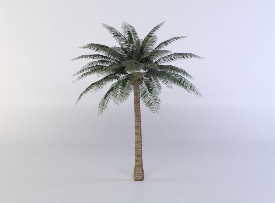 Palm Tree Low-poly 3D model_1