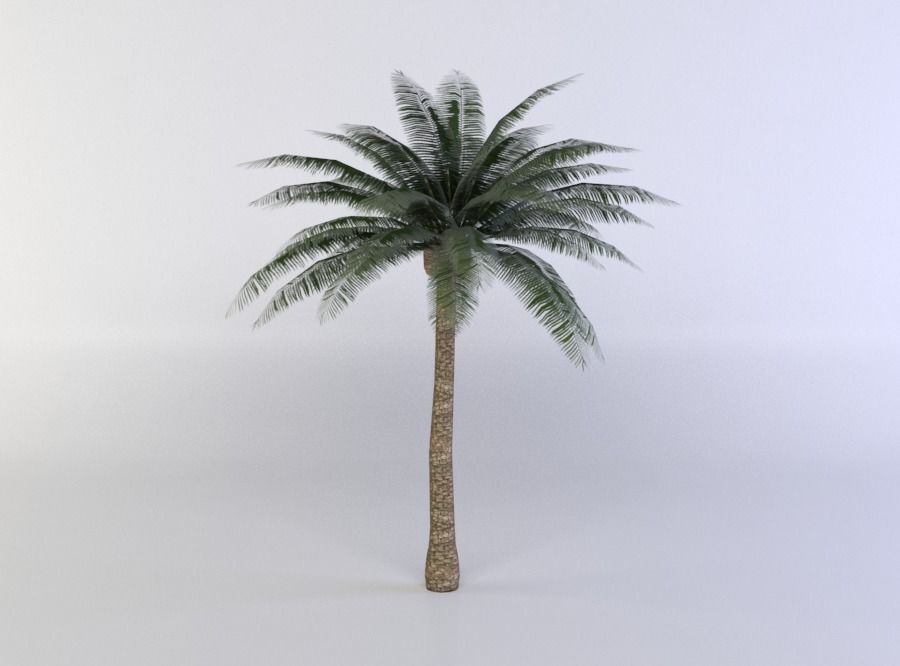 Palm Tree Low-poly 3D model_2