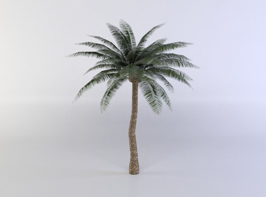 Palm Tree Low-poly 3D model_0