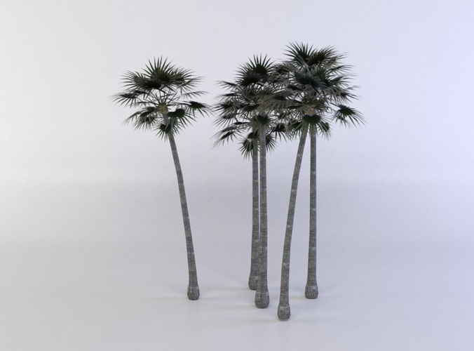 Palm trees