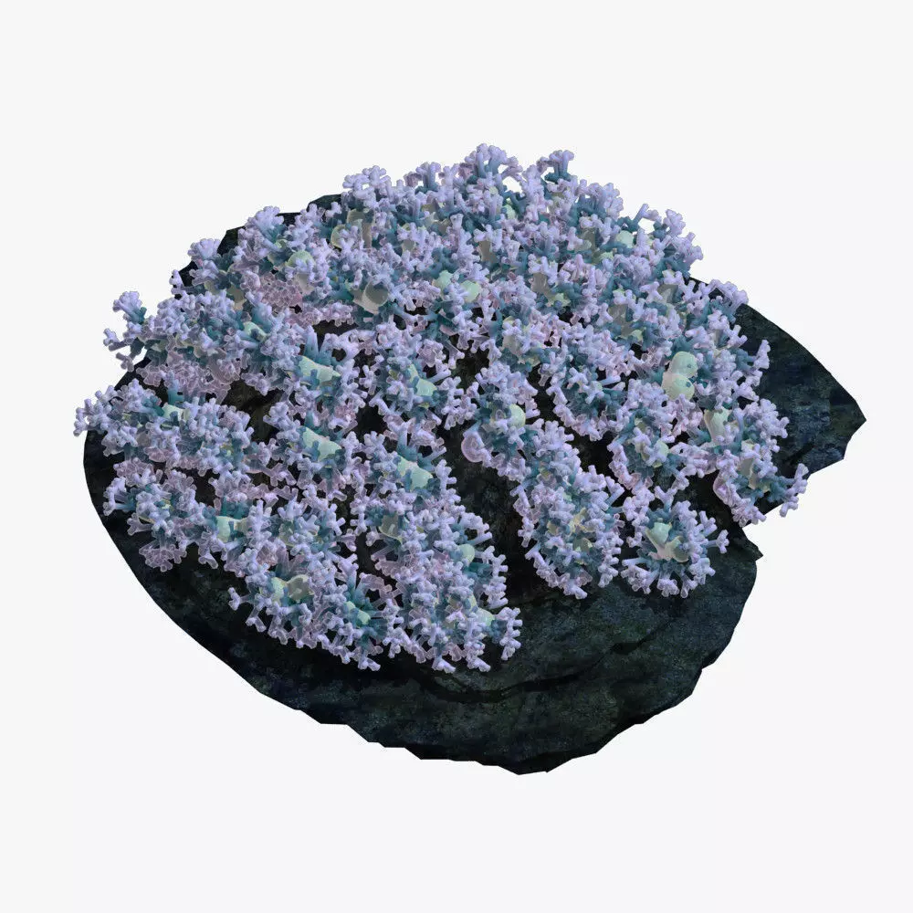 Coral flowers on rock 3D model