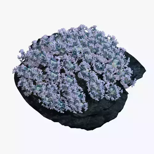 Coral flowers on rock 3D model