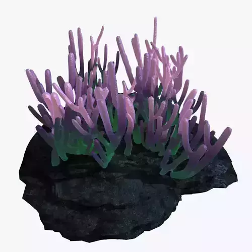 Coral on rock