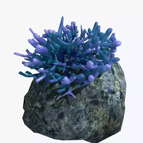Coral on rock