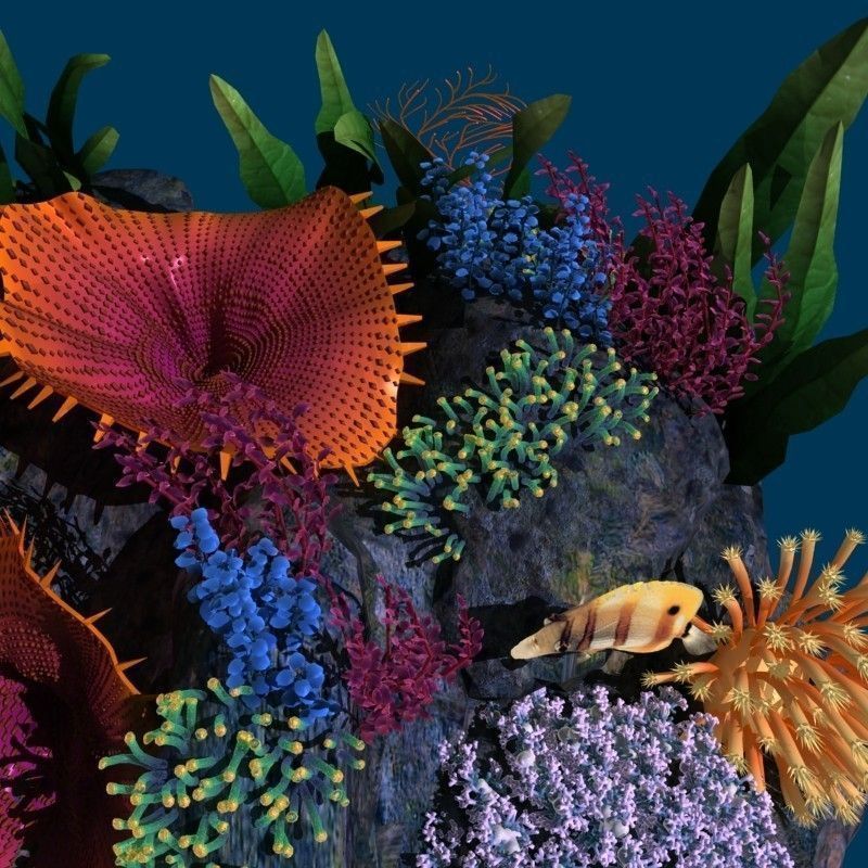 Coral reef transparent 3D model_12