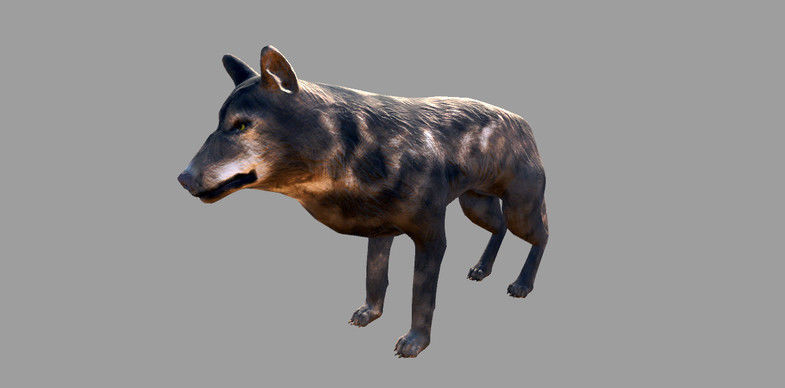 Wolf Animals Low-poly 3D model_1