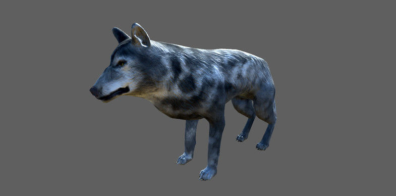 Wolf Animals Low-poly 3D model_2