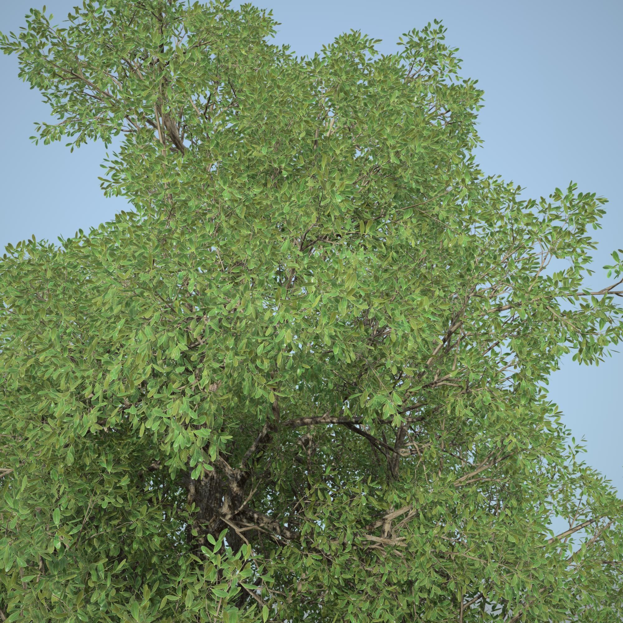 Tree 3d Model No 1 3D model_1