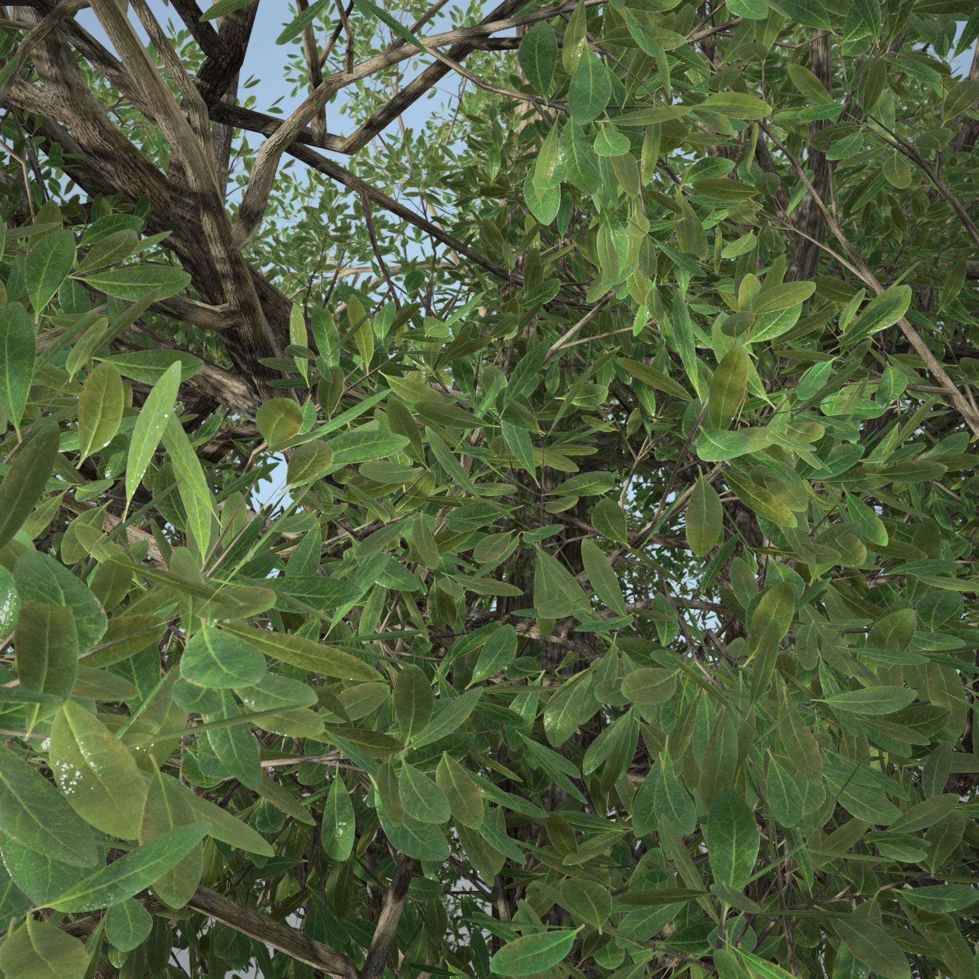 Tree 3d Model No 1 3D model_5