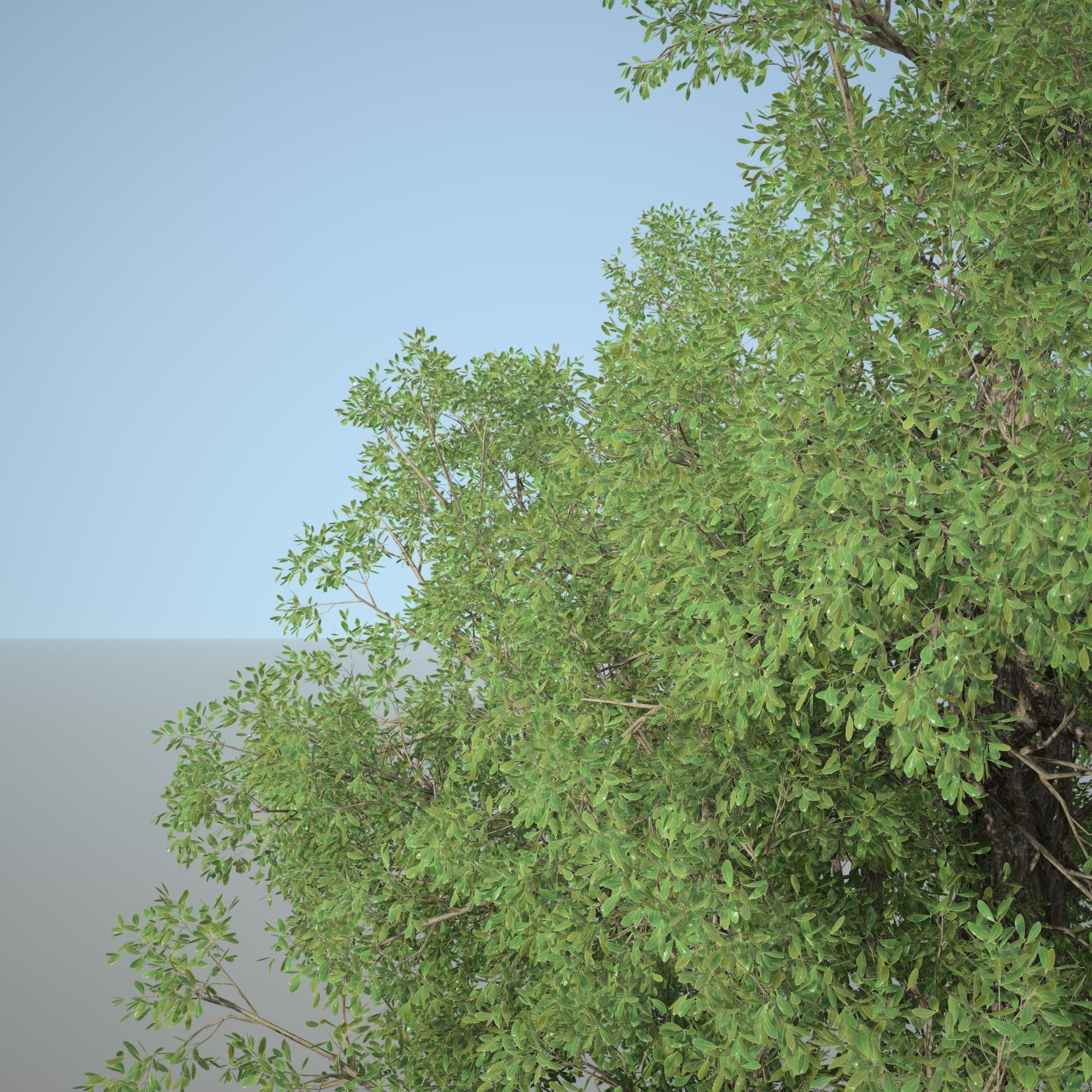 Tree 3d Model No 1 3D model_3