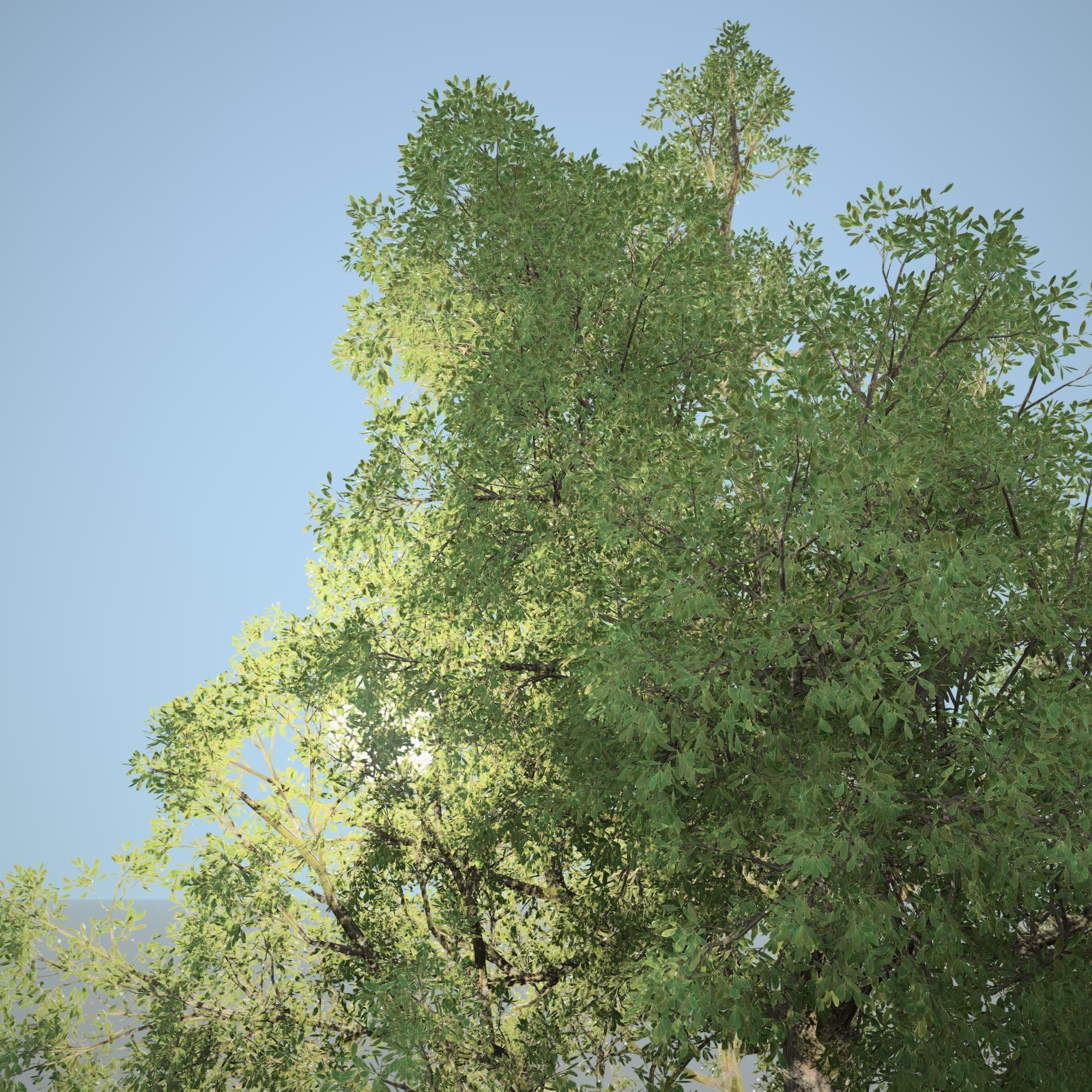 Tree 3d Model No 1 3D model_2