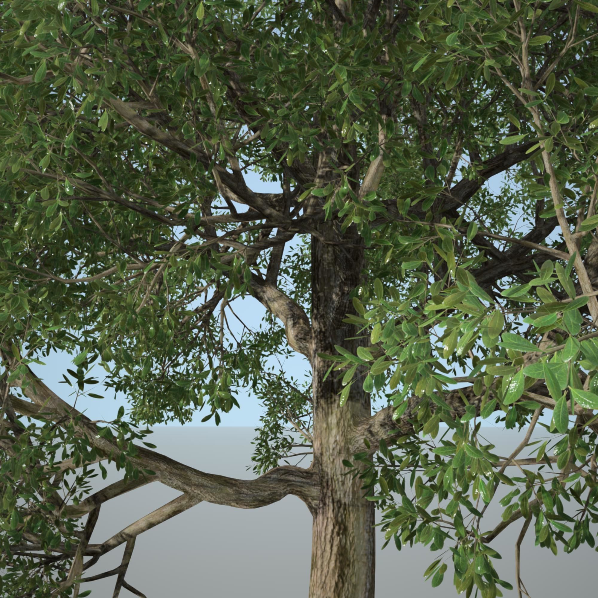 Tree 3d Model No 1 3D model_4