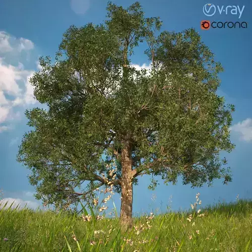 Tree 3d Model No 1