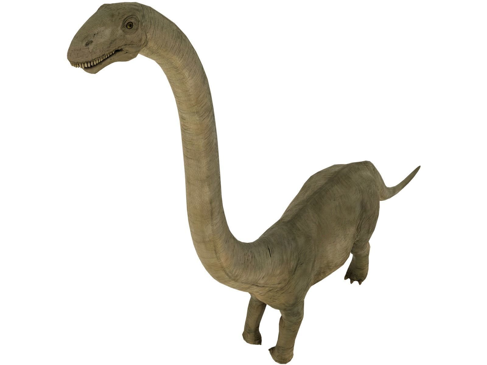brontosaurus dinosaur Low-poly 3D model_4