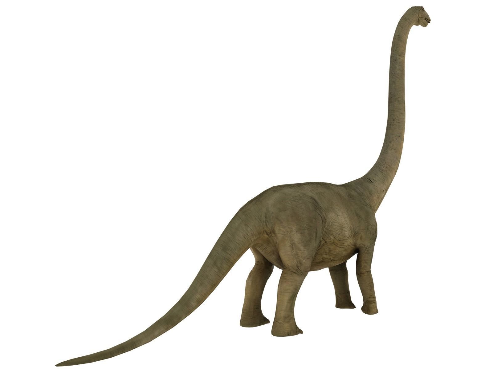 brontosaurus dinosaur Low-poly 3D model_3