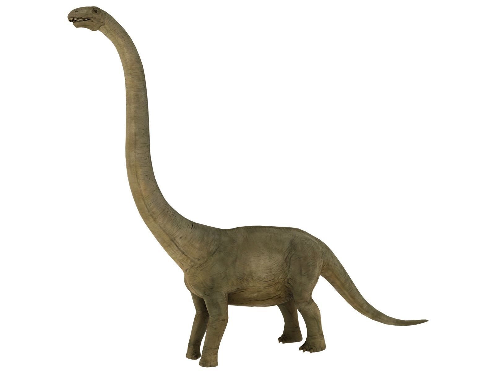 brontosaurus dinosaur Low-poly 3D model_2