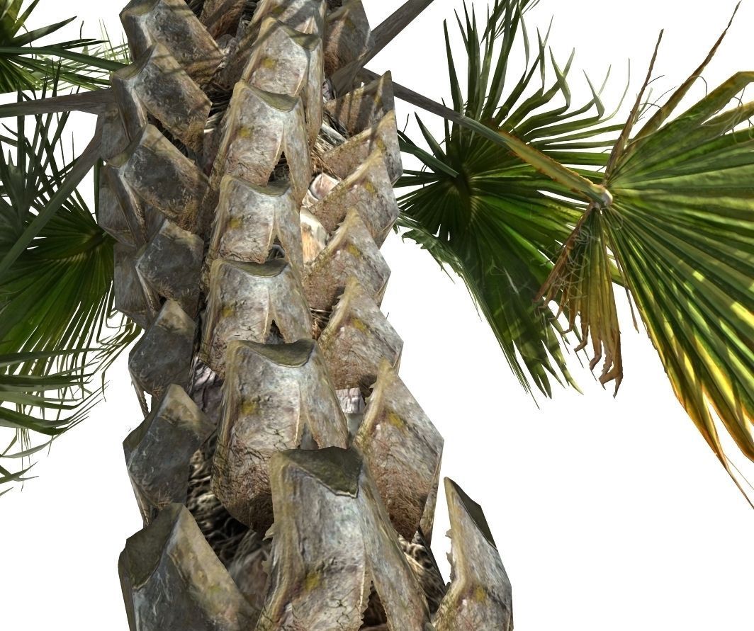 Realistic Palm tree 3D print model_2