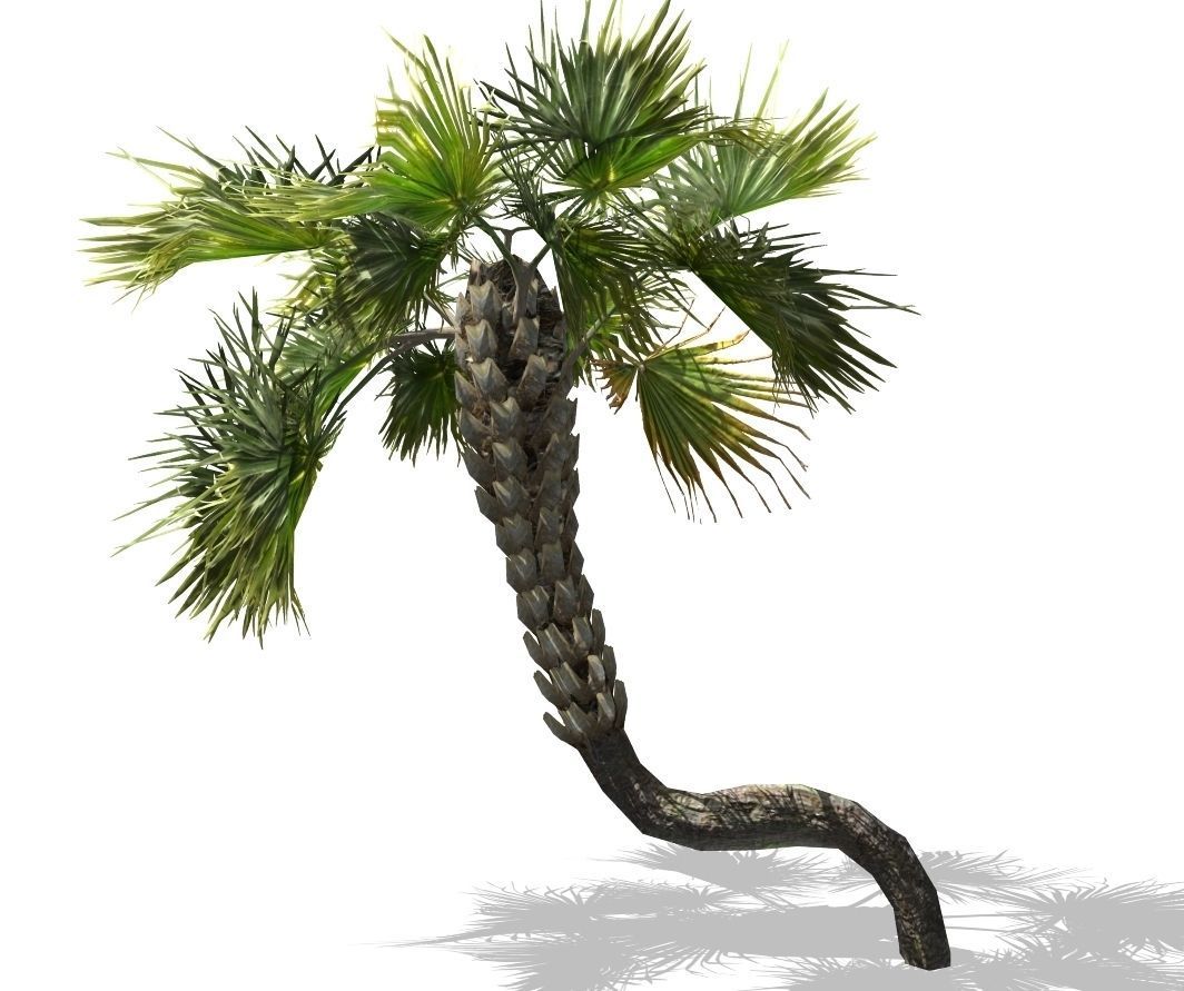 Realistic Palm tree 3D print model_1