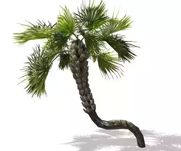 Realistic Palm tree 3D print model
