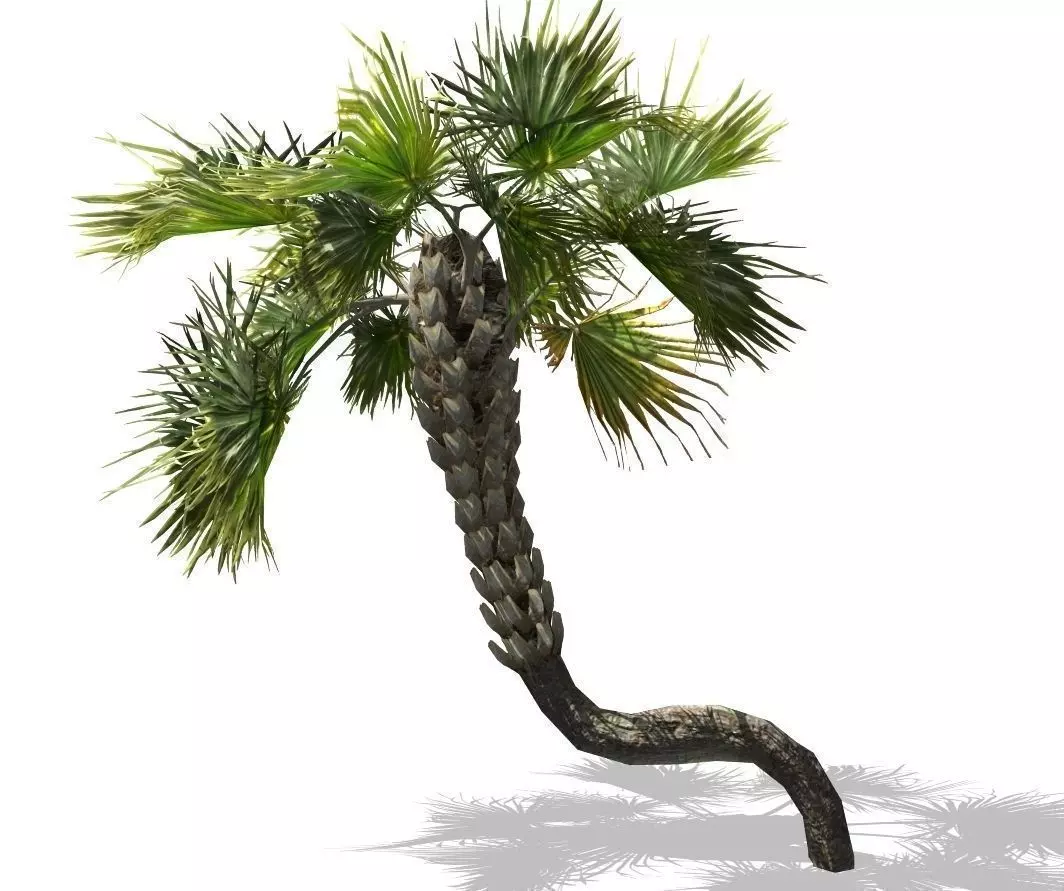 Realistic Palm tree 3D print model_0