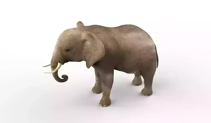Elephant middle-poly 3D model