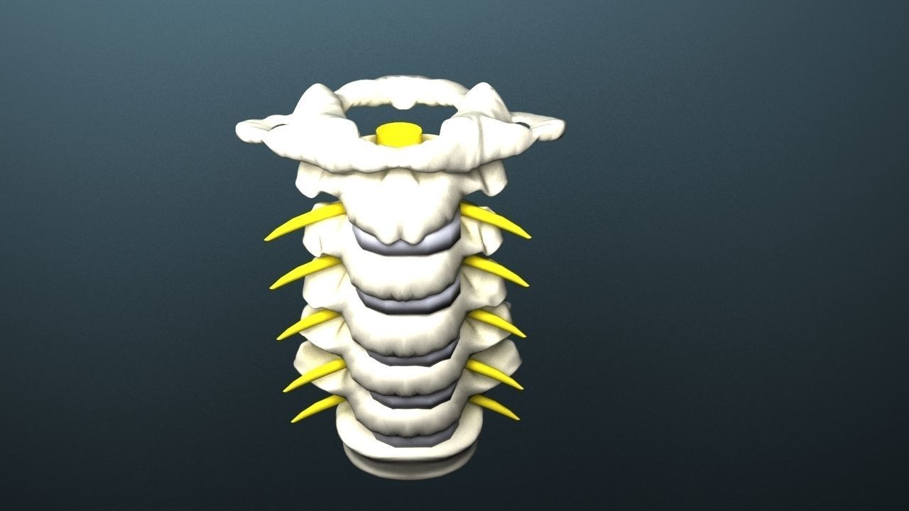 Cervical spine with cord 3D model_3