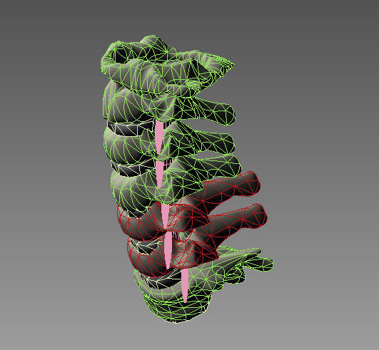 Cervical spine with cord 3D model_4