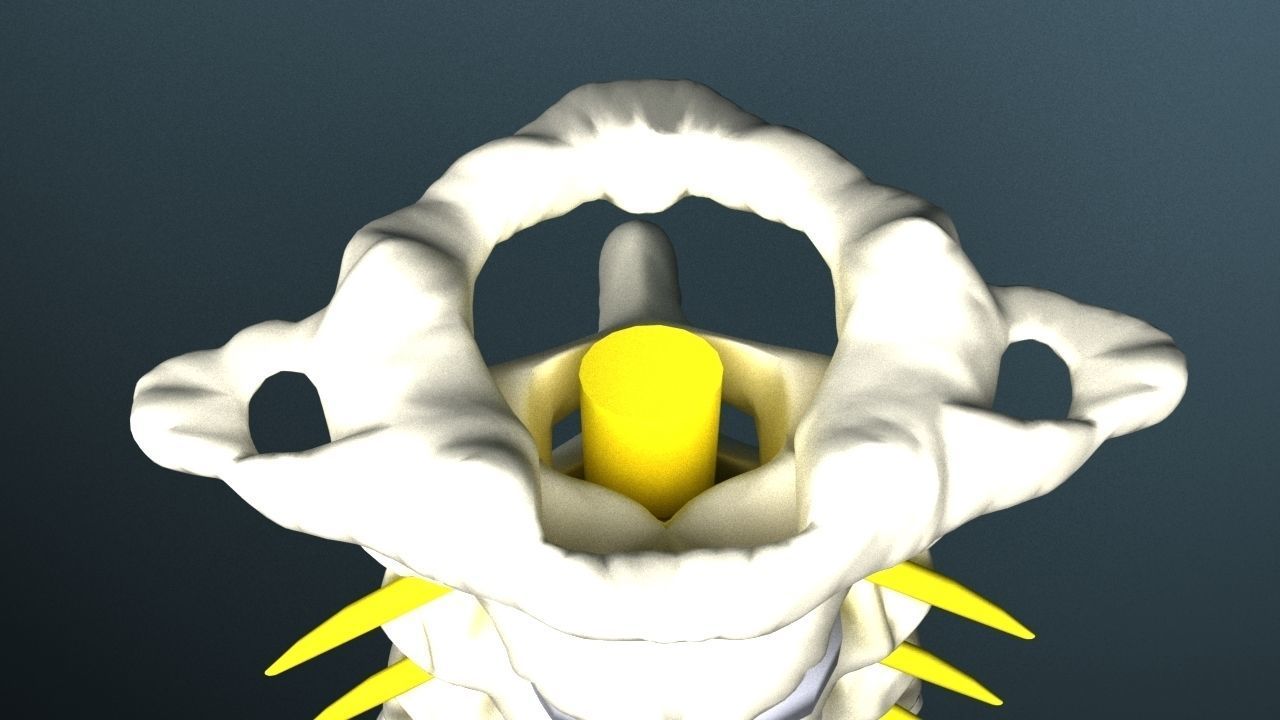 Cervical spine with cord 3D model_2