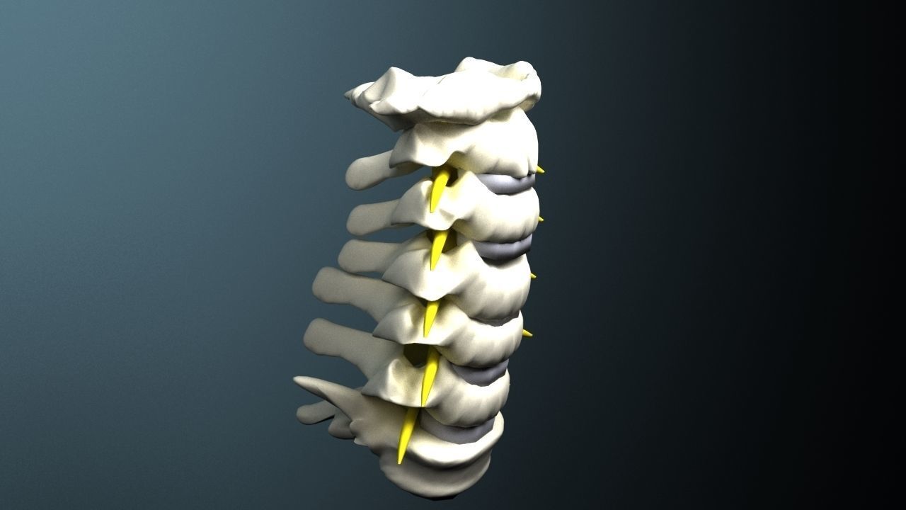 Cervical spine with cord 3D model_1